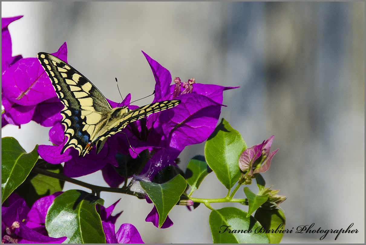 Macro